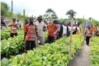 Nestlé distribue 1 000 000 de plants de cacao aux producteurs de Côte d’Ivoire